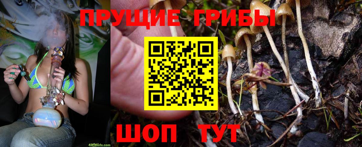 Галлюциногенные грибы Psilocybine cubensis Минусинск
